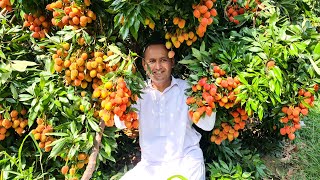 Lychee Juice | Litchi Juice Recipe | Litchi Fruit Juice | Mubashir Saddique | Village Food Secrets