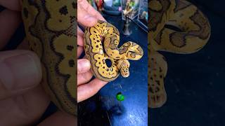 Male or female snake? #molinarosnakelab #snake #reptile #royalpython #ballpython #ballpythonbreeding