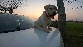 Dog YouTube Channels on Dog Training & Funny Dog Videos