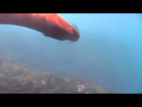 sea lion acrobatics in the galapagos