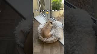 When you need a minute 😜 pug style #pug