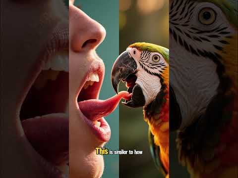 Why can parrots imitate sounds #naturemysteries #platypus #strangestanimal #wildlifefacts