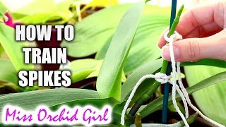 How to train Phalaenopsis Orchid flower spikes (Very detailed tutorial)