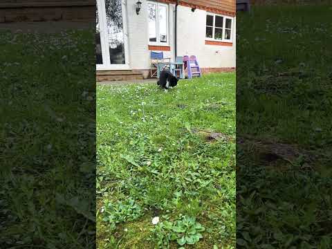 Flamingo and Poppy the cat