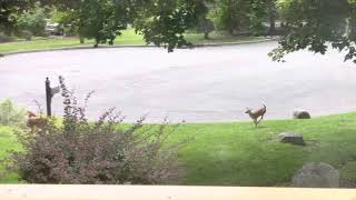 Deer Zoomies