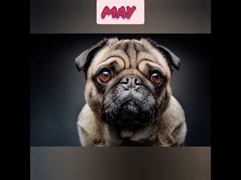 Happy Birthday 🎂🎂 dog lovers #lots of love 💞😘💞💞🚩🚩🚩🚩🚩🚩🚩🚩