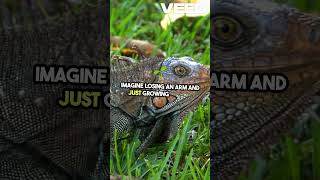 Wild Reptiles Fun Facts for Kids! #facts #kidstrivia  #learningisfun  #curiosityforkids #funfacts