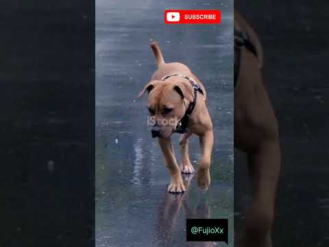 When Pets Meet Rain or Snow for the First Time 🌧❄️#PetsInWeather #PetReactions #FunnyPets #PetLovers