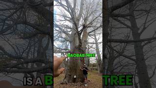 This Baobab tree is an absolute giant! 🌳 #growinnhomes