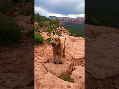 Devils Bridge in Sedona Arizona with my DOG! #hiking #views #dog #shortvideo #pets