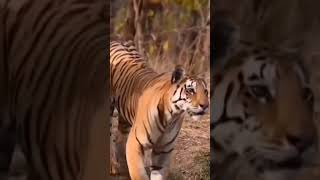 "Majestic Duo": Tigers Stroll Through Panna’s Wilderness 🐅🌳 #Wildlife #tigers #pannanationalpark