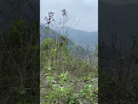 “Morning on the Hilltop – The Soothing Sound of Birds Singing”