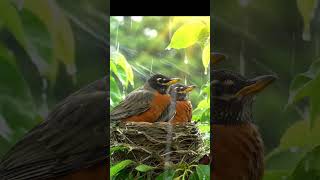Ar-Rahman সূরা আর-রহমান Beautiful Voice ♥️🥰🎧🥀