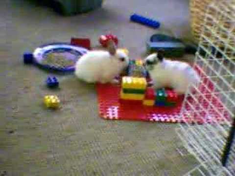 Bunny Funtime 2