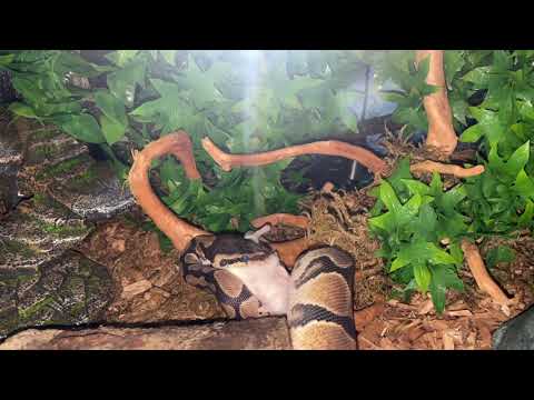 Ada's 12th Live Feeding