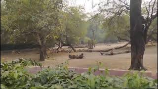 Zoo