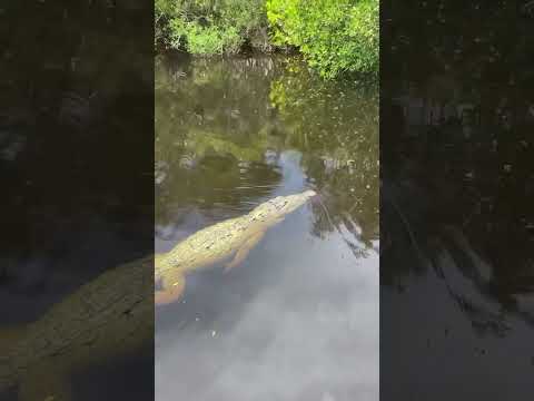 Everglades Crocodile