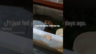 Avoided a Ball Python Bite