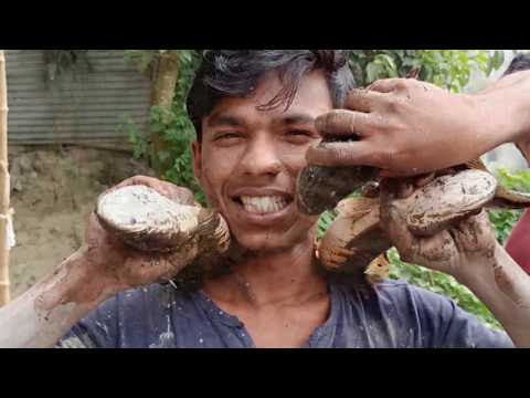 Take a look at fishing | khukni Islam pur mach dhora /  খুকনী মাছ ধরার  বায়ুদ নামছে দেখুন | খুকনী