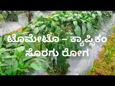 ಸೊರಗು ರೋಗ || Fusarium Wilt || ಸಸ್ಯದ ವಿಲ್ಟಿಂಗ್ || ಟೊಮೇಟೊ ಕ್ಯಾಪ್ಸಿಕಂ || Tomato Capsicum