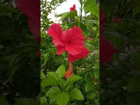 Hibiscus Gudhal