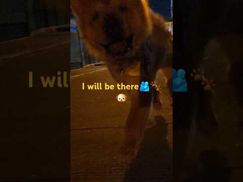 🎵Use this sound if you get me.🎵 My only best friend and family #NalaTheChow