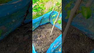 #grape #angure #newvideo #song #funny #support #edurekatraining