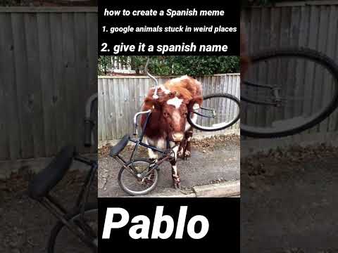 my spanish cow friend Pablo🇪🇸