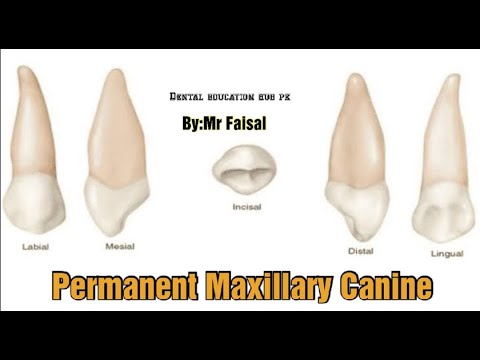 Permanent Maxillary Canines/Tooth Morphology