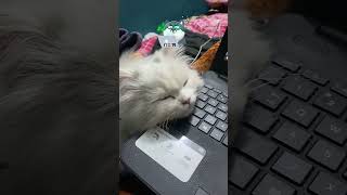 Software engineer cat 🐱 #codingcat #computercat #catmemes