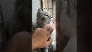 Explain your math teacher with one emoji👀 #catshorts #catvideos #cutecat #funnycat #viralshorts