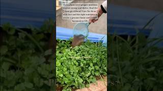 Healthy Plants, Fresher Living #HealthyPlants #OrganicFertilizer #GreenLiving #PlantCare