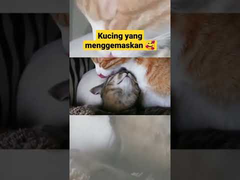 Kucing menggemaskan suara manja #shorts #short #cat