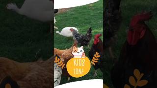Chicken |Animal #storiesforkidsinenglish  #kidsvideo #shorts #chicken #trendingshorts
