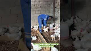 🐔✨ Selecting Two Beautiful Chickens for Our Customer