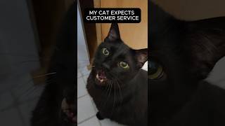 My Cat Expects Customer Service