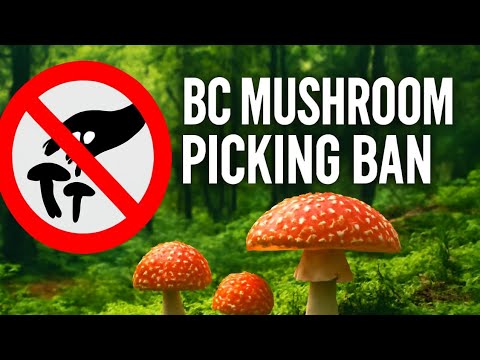 Why picking 🙀mushrooms🍄 is illegal in British Columbia ?? | Amazing facts 👍#edusei #facts 