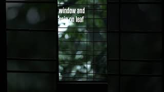 Window and rain on leaf #deepsleep #rain #rainonwindow #rainonleaf