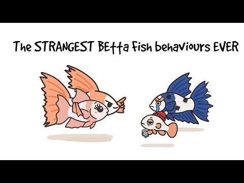 Life's Weird - Betta Fishes