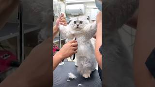 #96 Funniest Cats And Dogs videos 🐶🐱 #funny #animals #cuteanimals