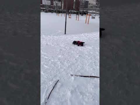 ウチのトイプードルのマリンちゃん 雪にグリグリするのが大好きです😍