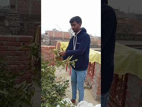 #shortfeed #shortvideo #shortviral #shorts #short #shortsvideo