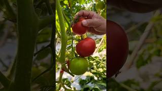 #short #agriculture #agritools#farming2024  #youtubeshorts #EliteShortsUnleashed #1760