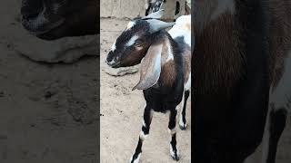 #goatforsale #2025 #rwp #quality #cheapgoats