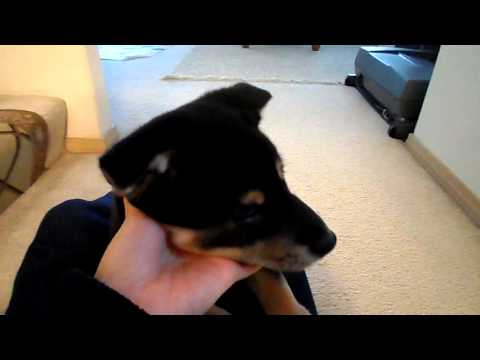 Kiba doesn't like the stairs 8 weeks old shiba inu puppy