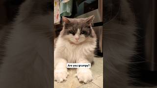 Introducing Ezra's RGF "Resting Grump Face" 😂 #grumpycat #meowstagram #catlife #dailyfluff #caturday