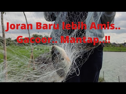joran baru lebih Amis Gacor jaring bom net ! jaring Gordeng bendera !