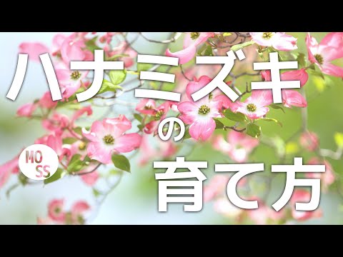 ハナミズキの育て方