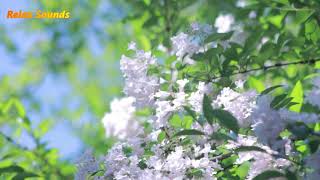 Relax Sounds Music 24/7, Spa Music, Meditation, Healing Music, Stress Relief Music, Sleep Music