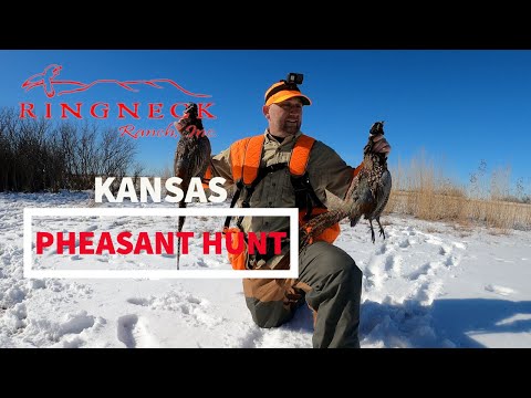 Kansas Pheasant Hunt - Ringneck Ranch